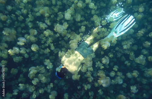 Photography Jelyfish Lake, Palau Micronesia.