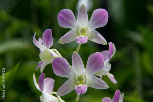 Orchidee di Singapore