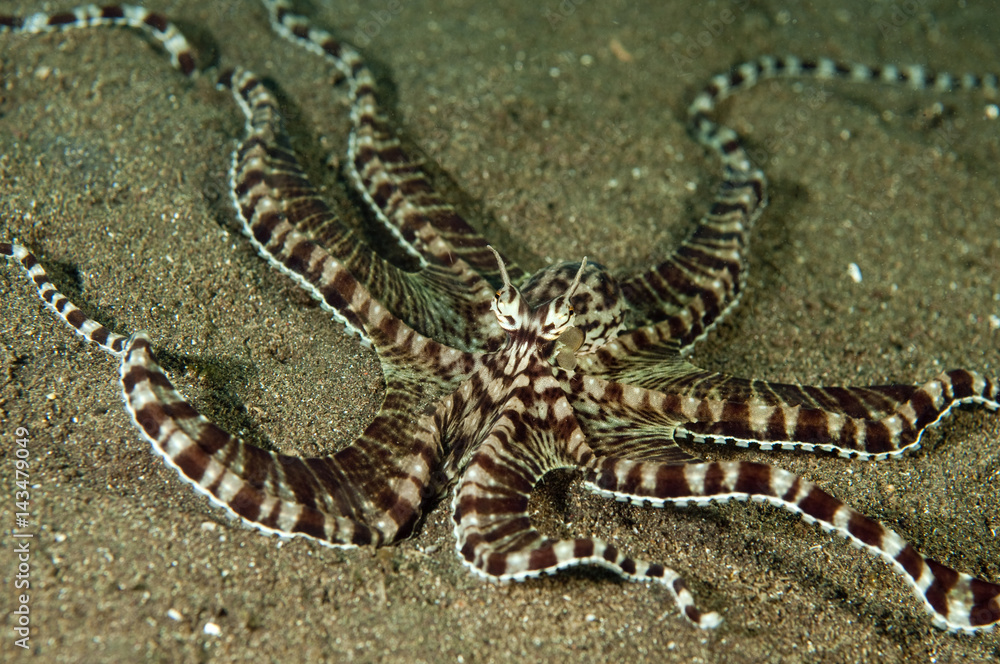 Naklejka premium Mimic octopus, Thaumoctopus mimicus, Lembeh Strait Sulawesi Indonesia