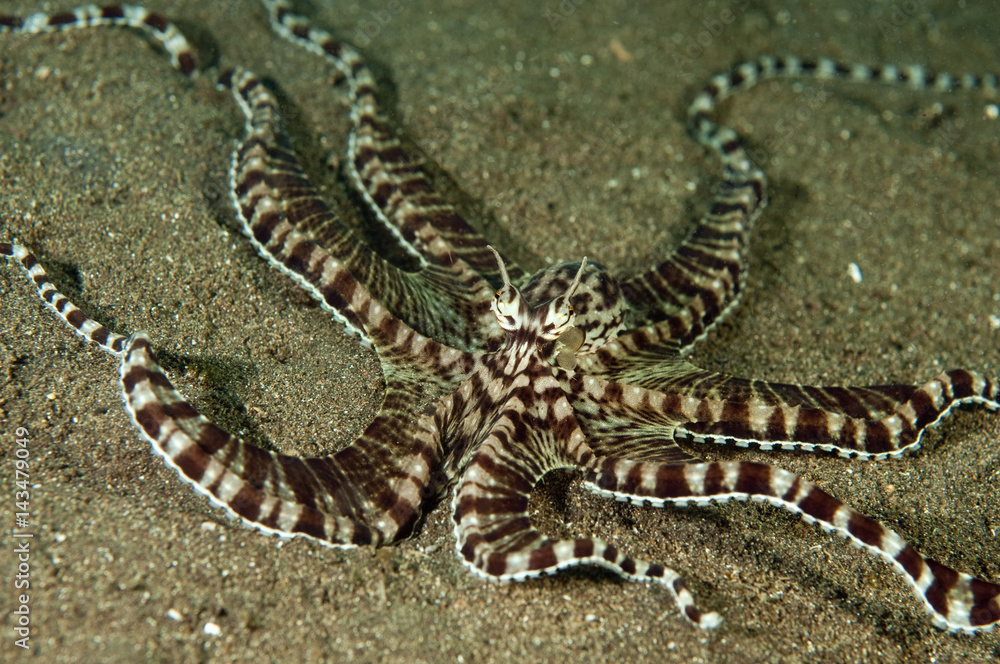 Mimic octopus, Thaumoctopus mimicus, Lembeh Strait Sulawesi Indonesia