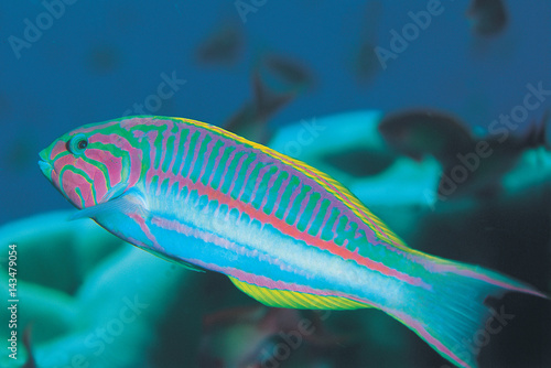 Klunzinger's wrasse, Thalassoma klunzingeri, Red Sea Egypt. photo