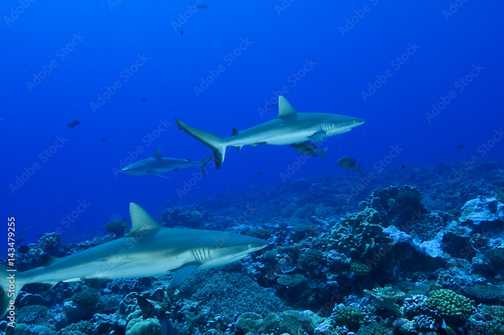 Gray Reef sharks, Carcharhinus amblyrhynhos, in Kingman Reef.