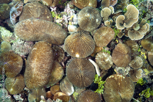 Mushroom corals, Fungia sp., Sulawesi Indonesia