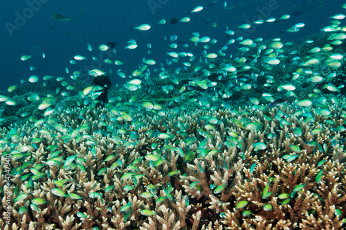 Reef scenic with howering damsels, Chromis viridis, Raja Ampat Indonesia photo