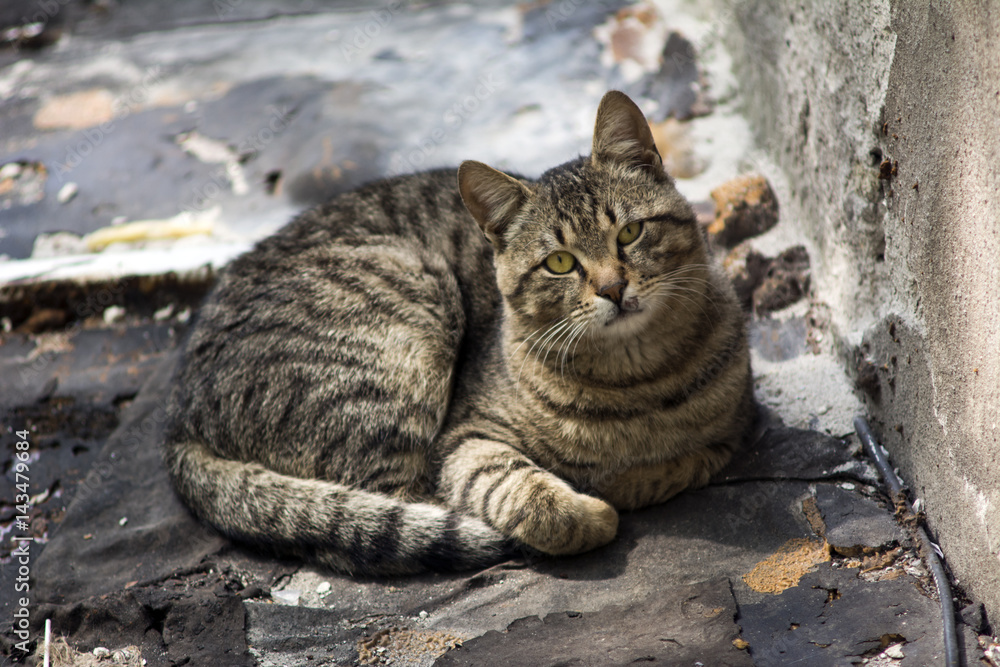 Obraz premium Cat resting 
