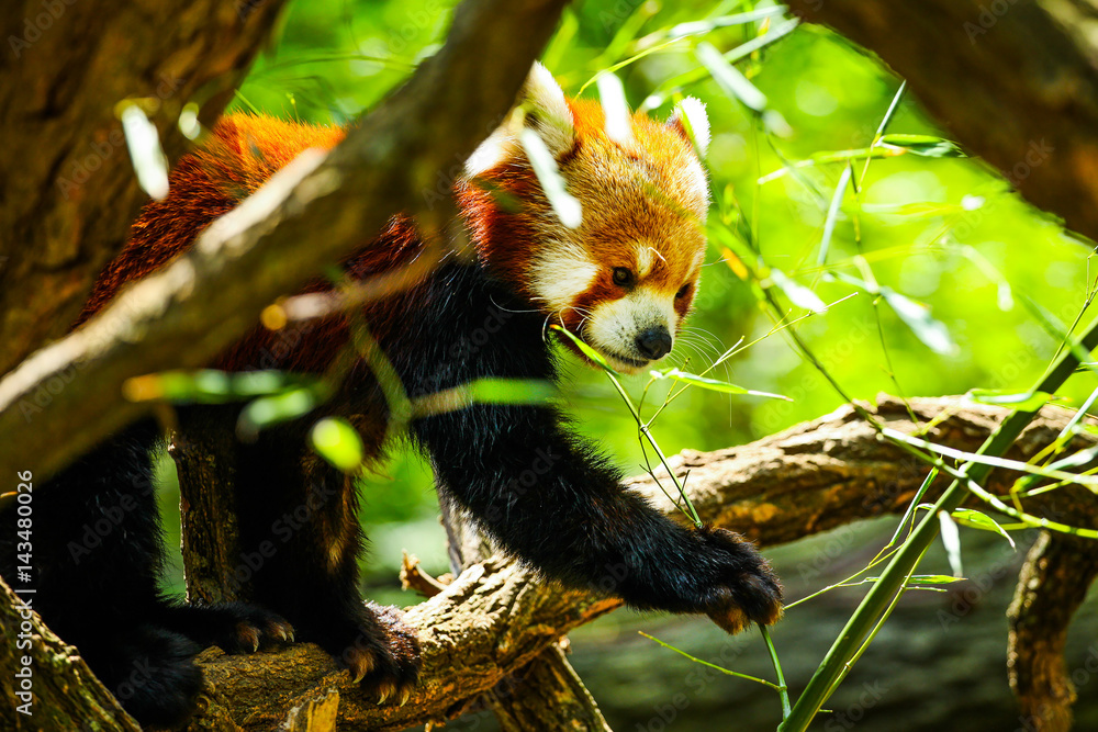 Fototapeta premium Red panda eating