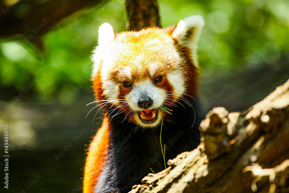 Fototapeta premium Red panda eating