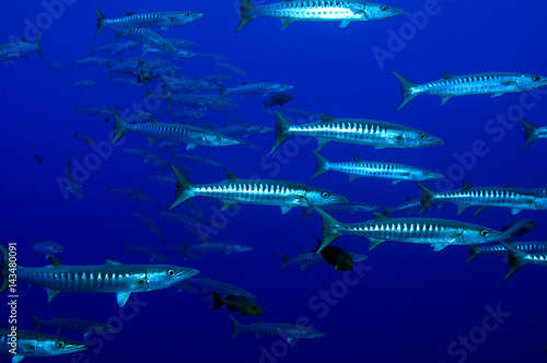 Blackfin barracudas, Sphyraena qenie, Kingman Reef.