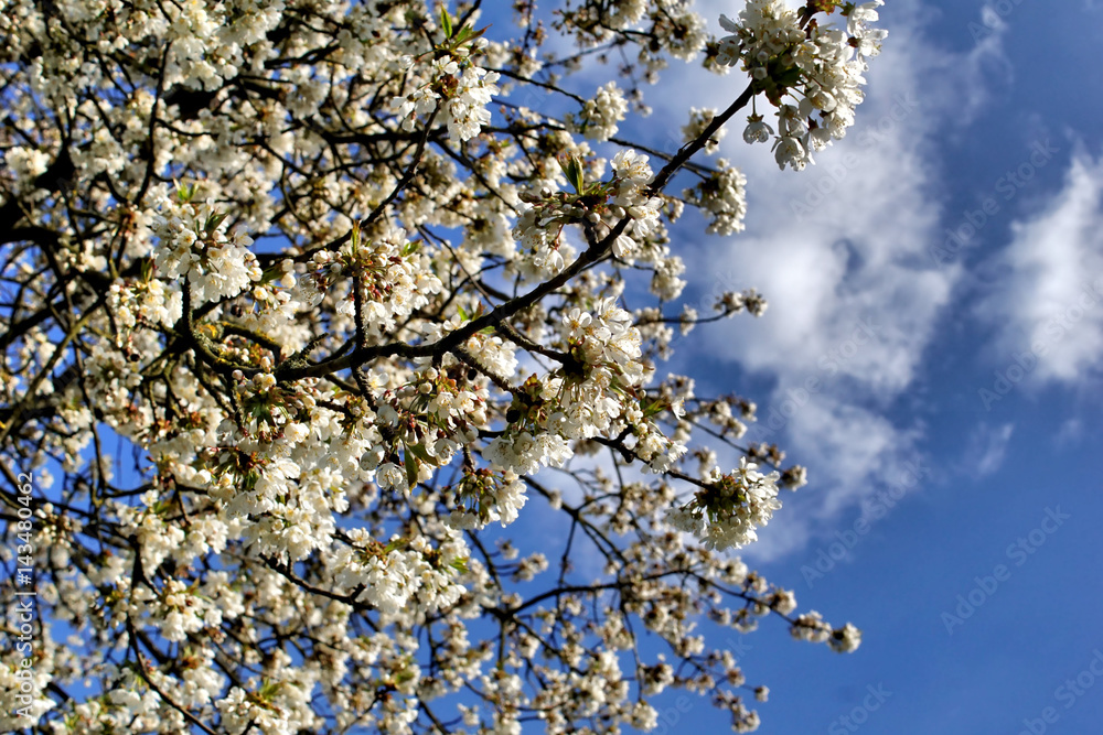 Apple tree white flowers with blue sky background Apple tree white flowers with blue sky background