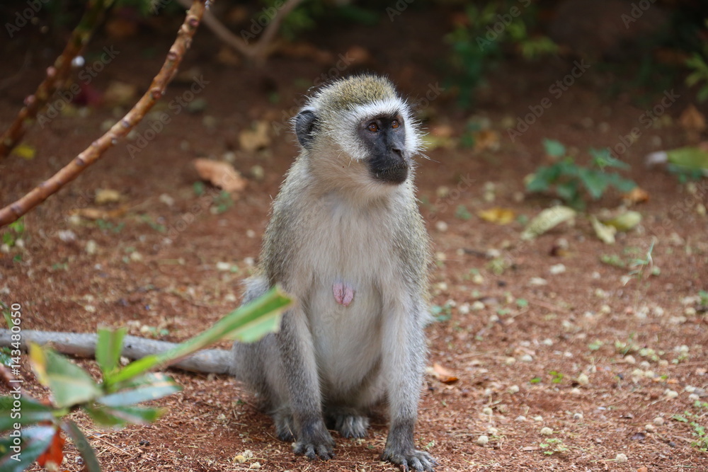 Obraz premium Wild Monkey