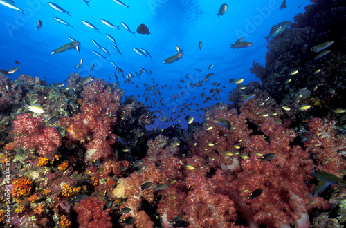Fototapeta Naklejka Na Ścianę i Meble -  Andaman Sea, soft corals Koh Bon Thailand