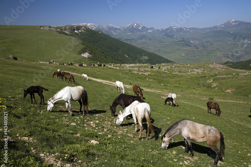 Horses grazing on the highland of Posof Ardahan Turkey © anemone