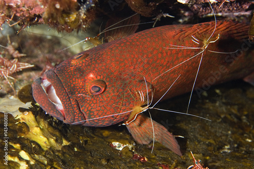 Tomato grouper, Cephalopholis sonnerati, being cleaned by cleaner shrimps, Lysmata amboinensis, Bali Indonesia photo