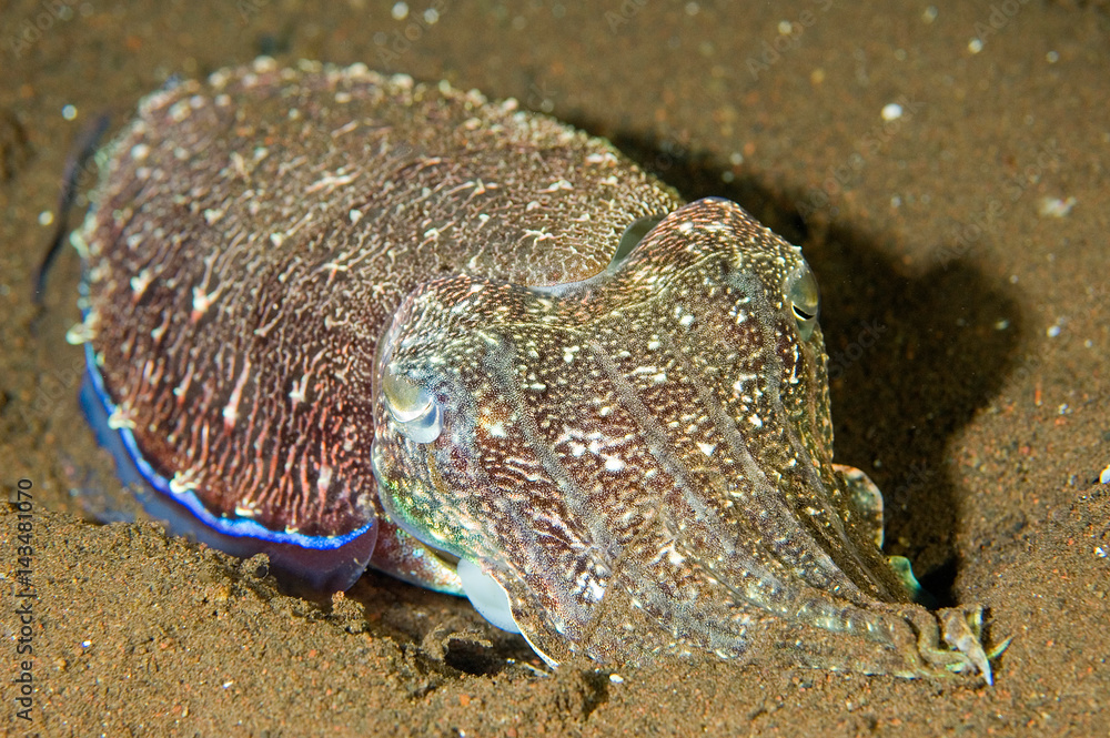Cuttlefish, Sepia latimanus, sleeping on a sand, Bali Indonesia. Cuttlefish, Sepia latimanus, sleeping on a sand, Bali Indonesia.