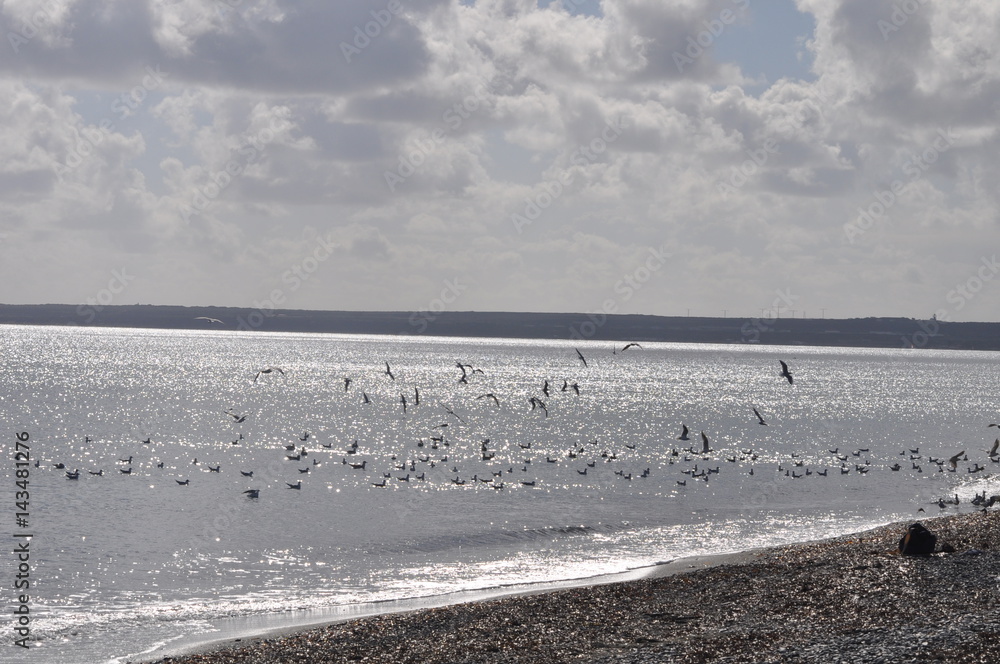 Limassol Beach Sea Gull