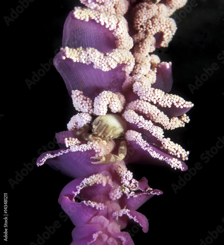 Porcelain Porcelain, Porcellanella triloba, on a seapen, Banta Island Indonesia. photo