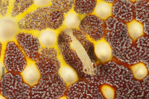 Commensal shrimp, Periclimenes sp., on a starfish, Pentaceraster sp., Sulawesi Indonesia photo