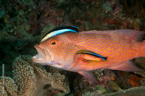 Lyre tail grouper, Variola louti, in a cleaning station Raja Ampat Indonesia photo