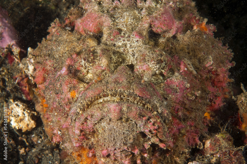 Reef stonefish, Synenceia verrucosa, Sulawesi Indonesia