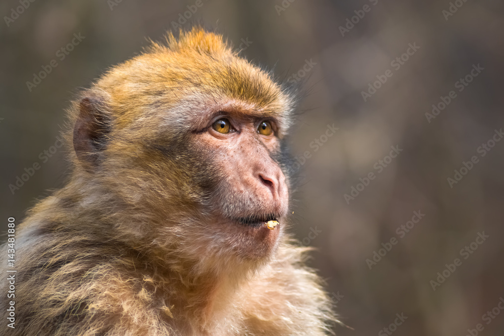 Junger Berberaffe Portrait Junger Berberaffe Portrait