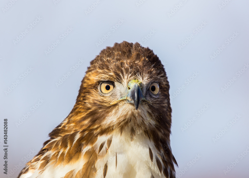 The redtailed hawk is a bird of prey, one of three species