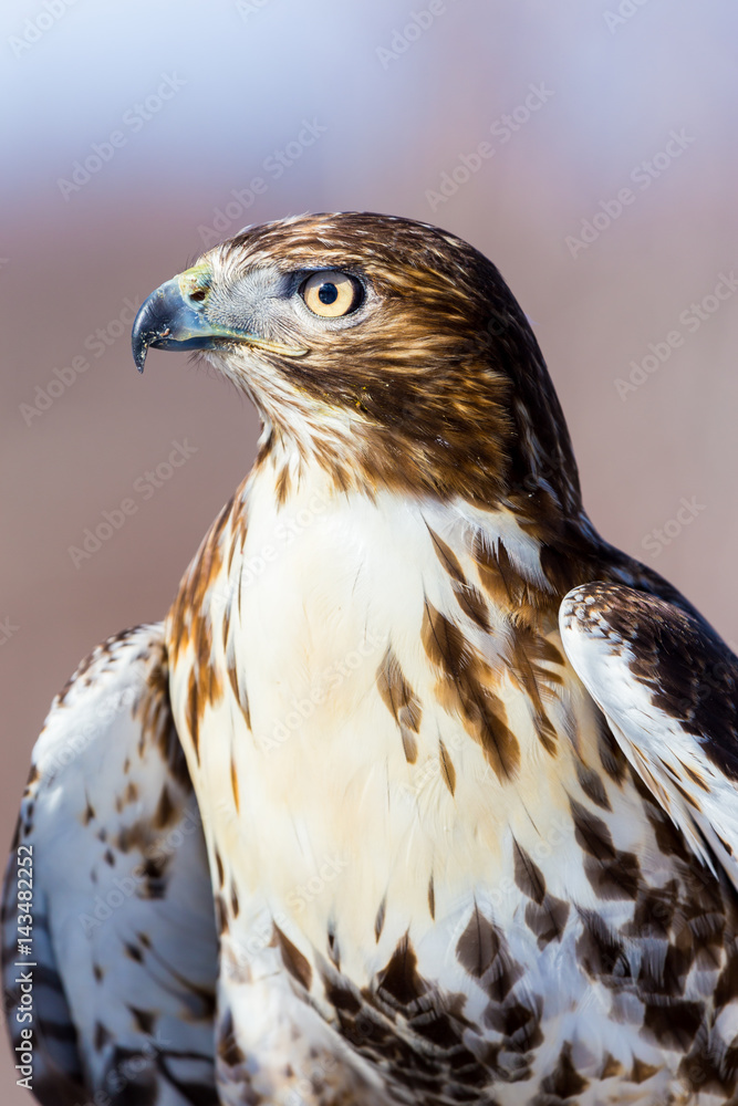 The redtailed hawk is a bird of prey, one of three species