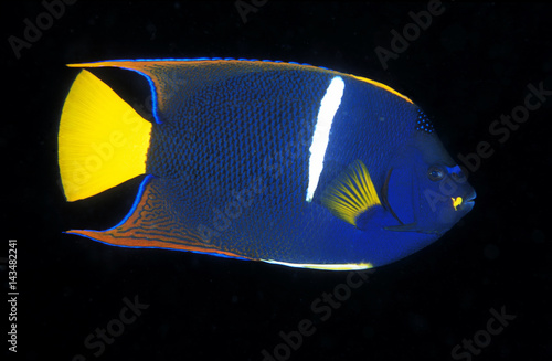 King angelfish, Holacanthus passer, Isabela Island Galapagos Ecuador. photo