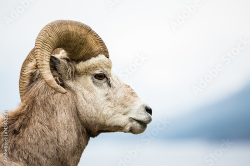 Bighorn Sheep Ram side view against grey background