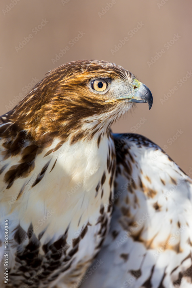 Fototapeta premium The red-tailed hawk is a bird of prey, one of three species colloquially known in the United States as the chickenhawk, though it rarely preys on standard sized chickens