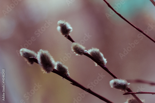 Pussy-willow branch