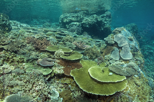 Pristine reef scenic with massive Acropora table corals  Komodo Indonesia