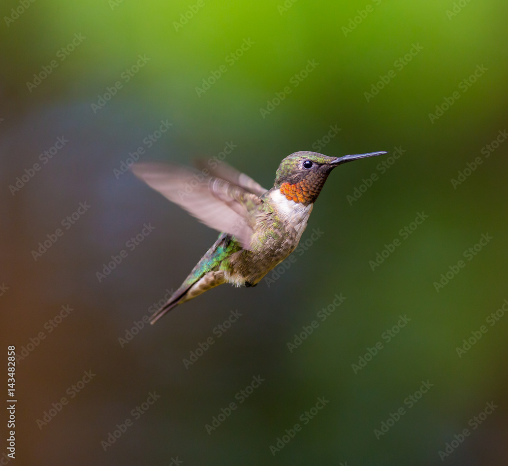 Fototapeta premium Ruby Throated Hummingbird male, after its long migration from the south to the north. Hovering in space in a boreal forest in Quebec Canada.
