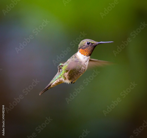 Ruby Throated Hummingbird male, after its long migration from the south to the north. Hovering in space in a boreal forest in Quebec Canada. 