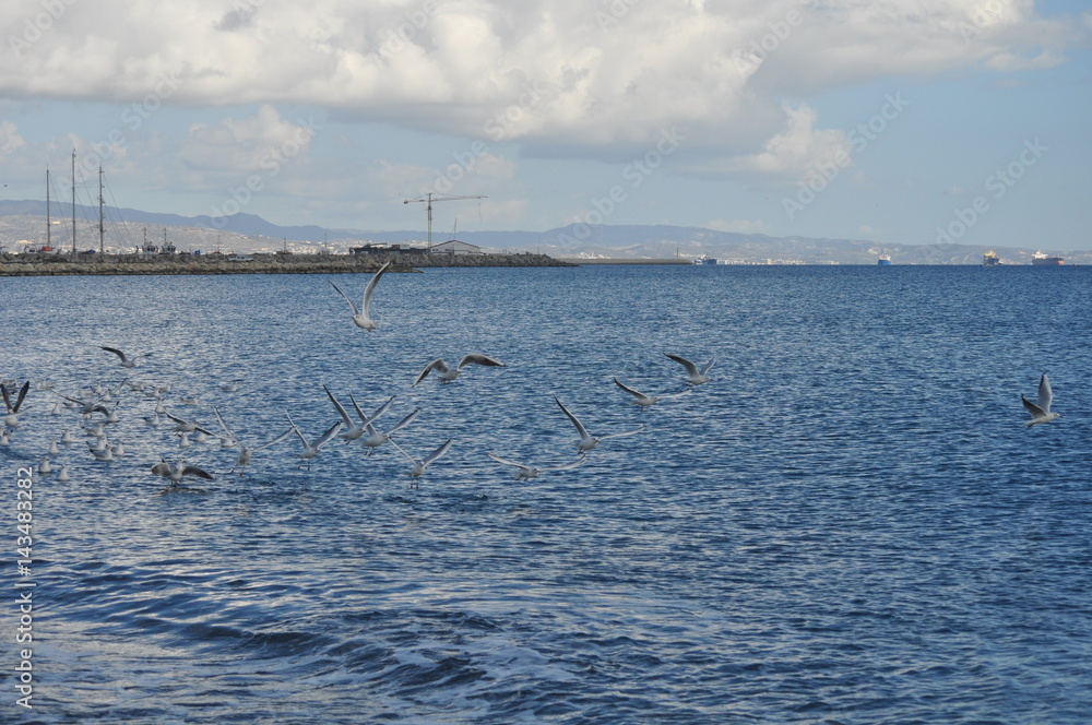 Limassol Beach Sea Gull