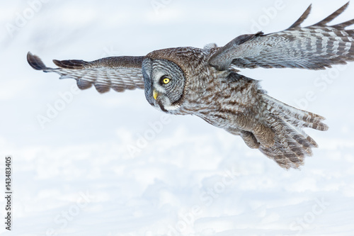 Great grey owl in flight on a snowy background, Quebec, Canada.