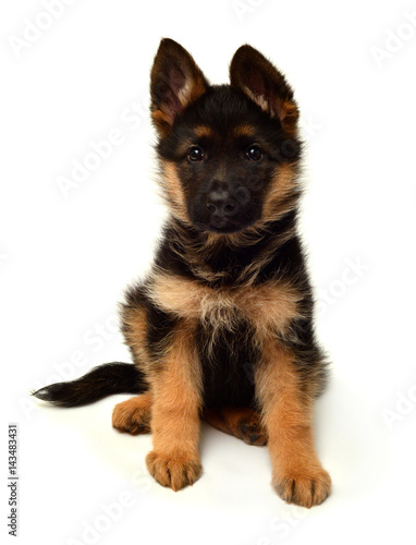 A beautiful puppy is the German shepherd  isolated on a white background. Fluffy dog close-up of brown and black color