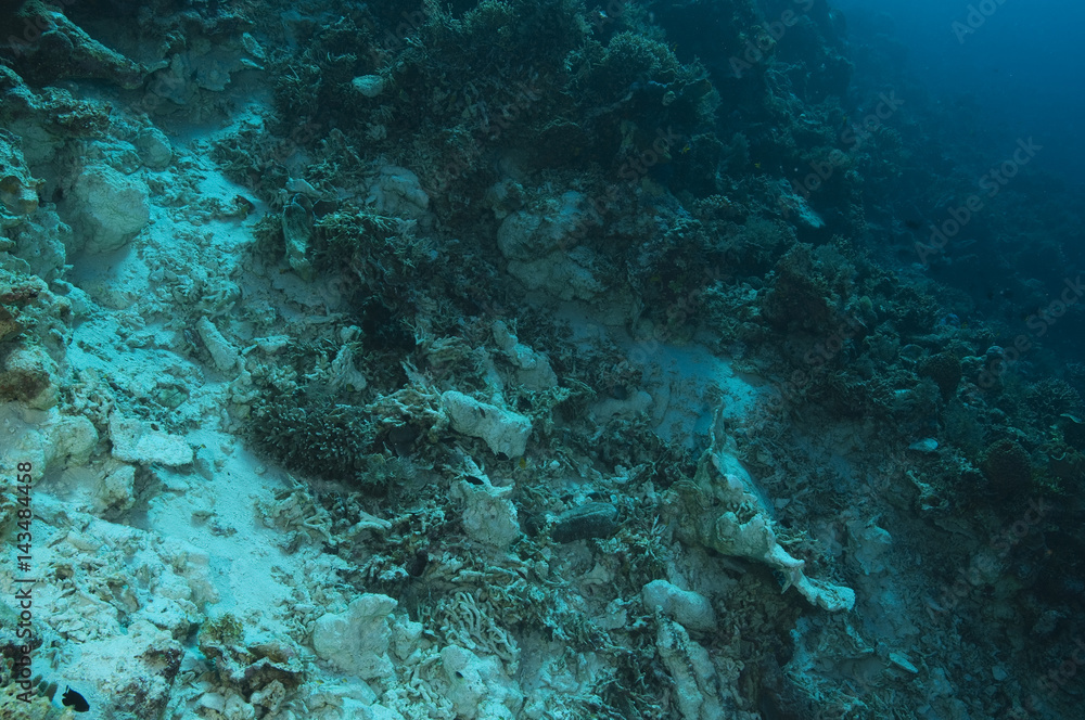 Destruction of bomb fishing on a coral reef, Sulawesi Indonesia