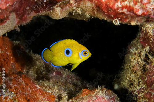 Juvenile Lemonpeel angelfish, Centropyge flavissimus. Blue spot will disappear when matures. Kritimati Island, Kribati.