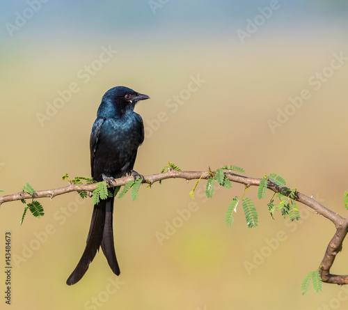 The fork-tailed drongo, also called the common, African , or savanna, is a species of the family Dicruridae, which are medium-sized birds of the Old World. It is native to the tropics and subtropics photo