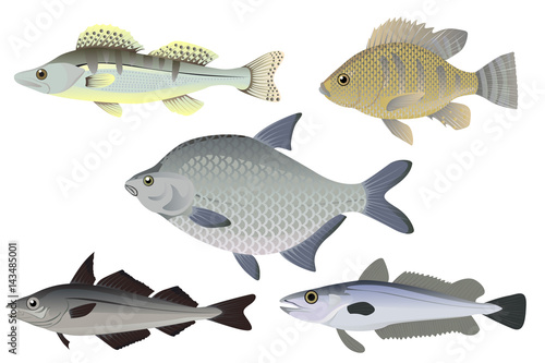 Set of fish