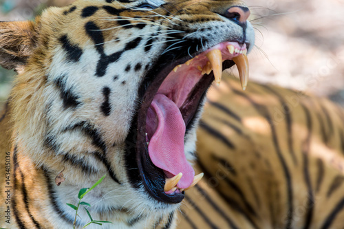 Fototapeta Naklejka Na Ścianę i Meble -  Tiger resting in a national park in India. These national treasures are now being protected, but due to urban growth they will never be able to roam India as they used to. 