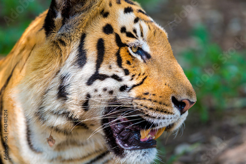 Fototapeta Naklejka Na Ścianę i Meble -  Tiger resting in a national park in India. These national treasures are now being protected, but due to urban growth they will never be able to roam India as they used to. 