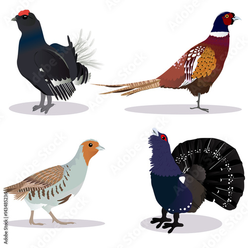Set of game birds