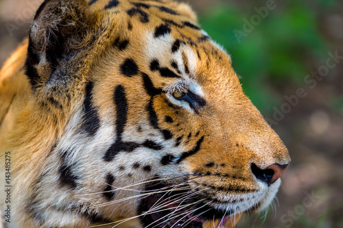 Fototapeta Naklejka Na Ścianę i Meble -  Tiger resting in a national park in India. These national treasures are now being protected, but due to urban growth they will never be able to roam India as they used to. 
