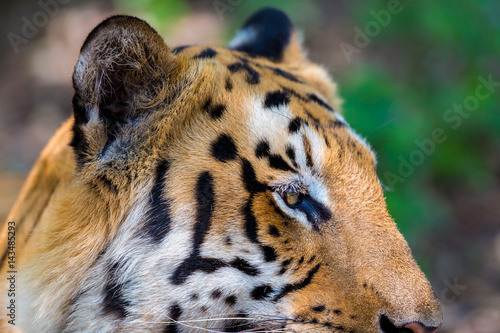 Fototapeta Naklejka Na Ścianę i Meble -  Tiger resting in a national park in India. These national treasures are now being protected, but due to urban growth they will never be able to roam India as they used to. 