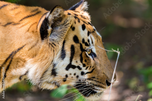 Fototapeta Naklejka Na Ścianę i Meble -  Tiger resting in a national park in India. These national treasures are now being protected, but due to urban growth they will never be able to roam India as they used to. 
