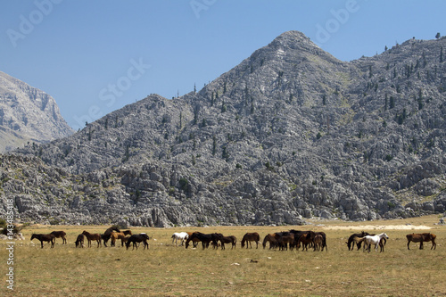 Wild horses in Cimi highland of Akseki Antalya Turkey photo