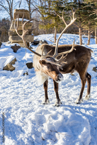 The reindeer, also known as the caribou in North America, in deep midwinter Quebec, Canada.