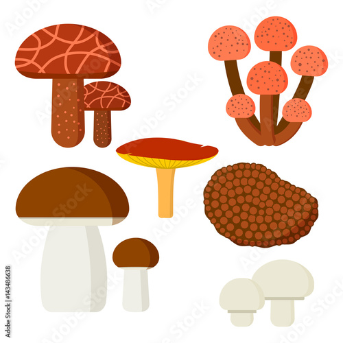 Mushrooms for cook food and poisonous nature meal vegetarian healthy autumn edible and fungus organic vegetable raw ingredient vector illustration.