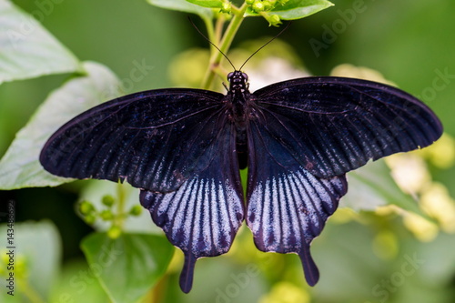 Lowi swallowtail butterfly blue morph variety feeding on a white flower. photo